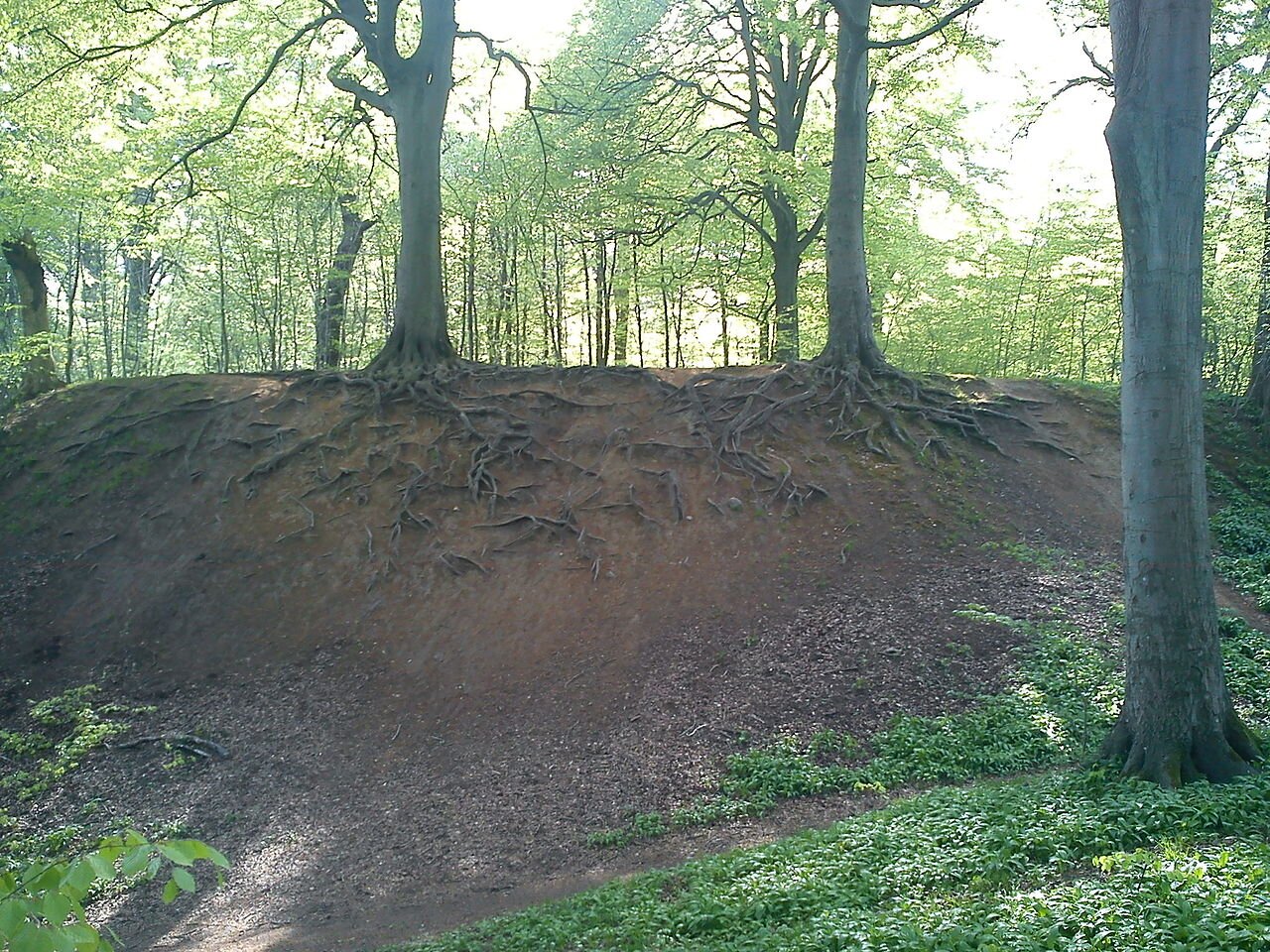 Zdjęcie przedstawia las liściasty. Na niewysokim pagórku w lesie rosną drzewa o płytkim systemie korzeniowym. Korzenie są widoczne, szeroko się rozgałęziają na stoku pagórka. Pagórek nie jest pokryty trawą.