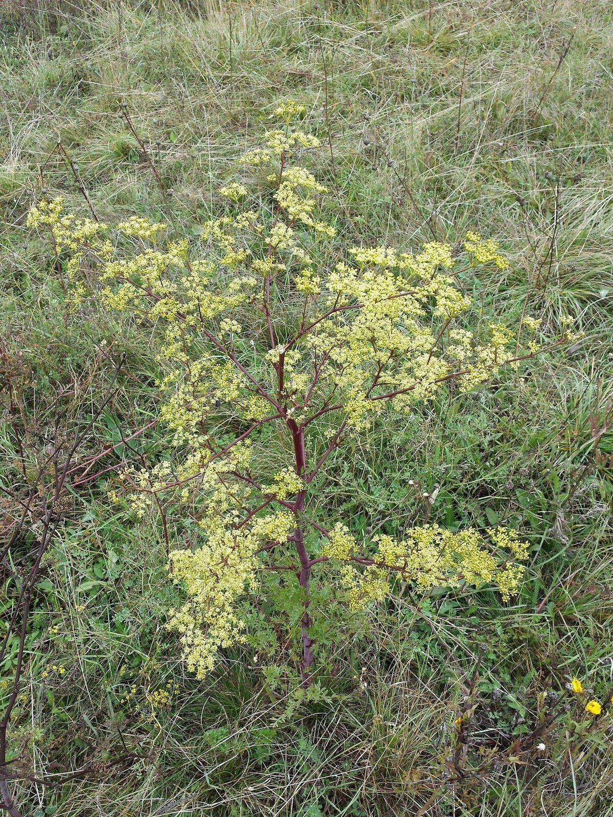 Na zdjęciu niewielka roślina. Ma drobne, żółte kwiatki osadzone na brązowej cienkiej łodydze. Roślina przypomina małe żółte drzewko. Znajduje się na łące.