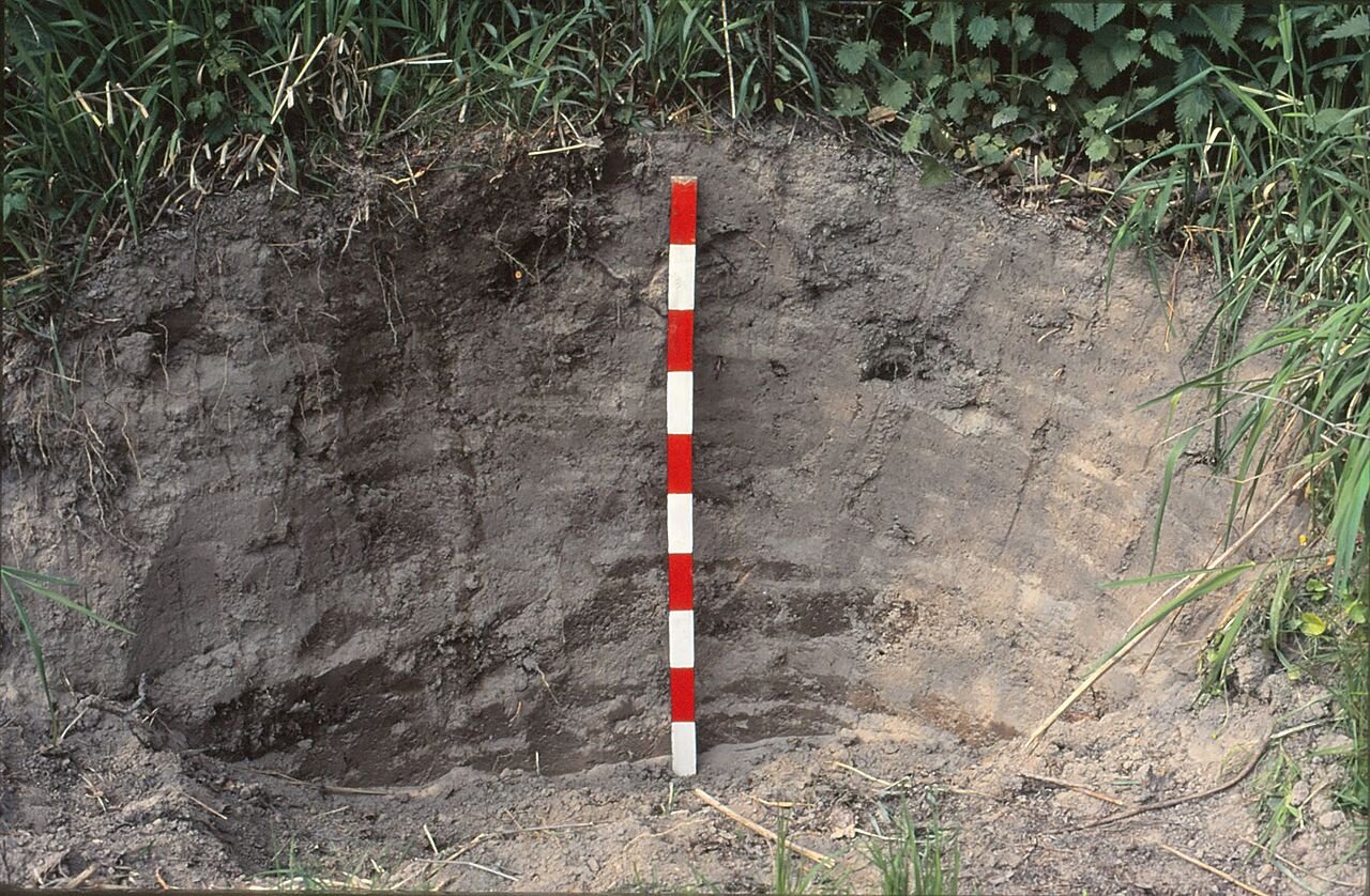 Zdjęcie przedstawia wykopany dół odsłaniający warstwy gleby. W dole umieszczona jest drewniana miara. Odsłonięta gleba ma szary kolor.
