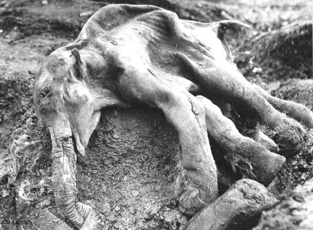 Czarno‑białe zdjęcie, przedstawiające zmarłego mamuta, ułożone w pozycji bocznej, z rozwiniętymi szablami i otwartą jamą gębową. Mamut wyraźnie wychudzony, widoczne kości żebrowe. 