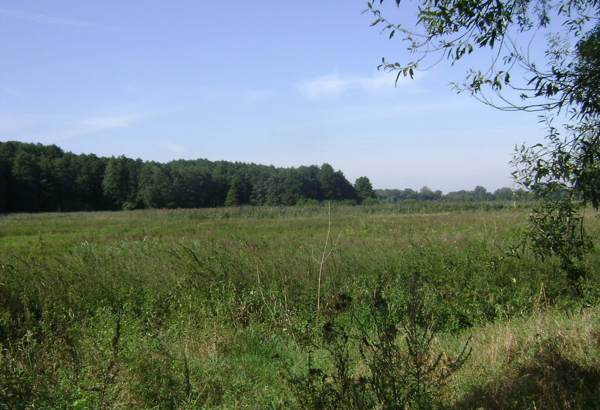 Na zdjęciu rozległy płaski teren porośnięty trawą. W tle las.