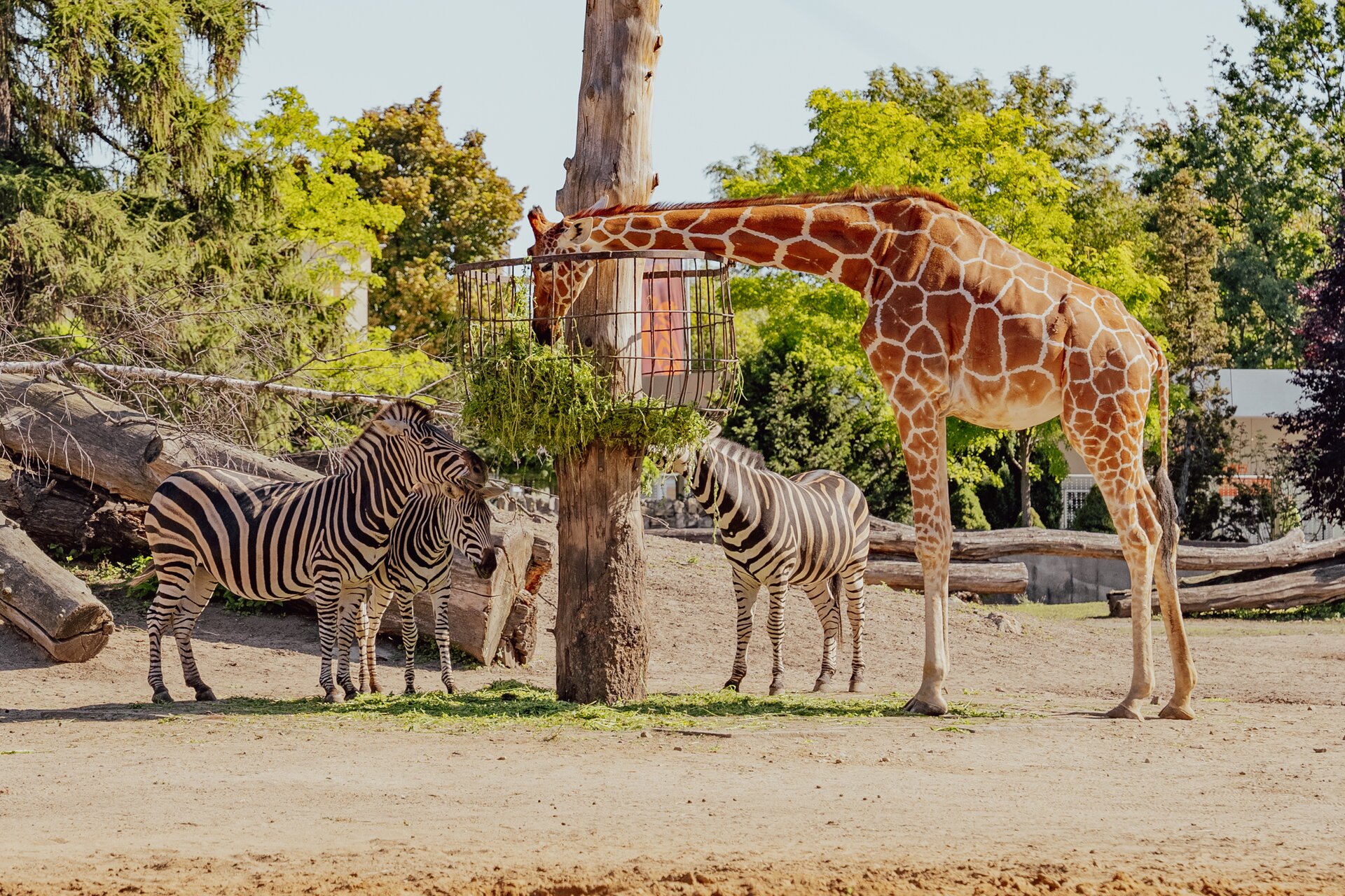 Zdjęcie przedstawia Ogród Zoologiczny we Wrocławiu. Wokół paśnika ustawiły się zwierzęta: żyrafa i trzy zebry. Żyrafa to duże zwierzę, które na sierści ma brązowe plamy otoczone białym konturem. Ma też charakterystyczną długą szyję. Zebry to zwierzęta charakteryzujące się obecnością białych pasów na czarnej sierści. Zebry przypominają kształtem ciała osły. Zwierzęta stoją na piasku, w tle widać drzewa.