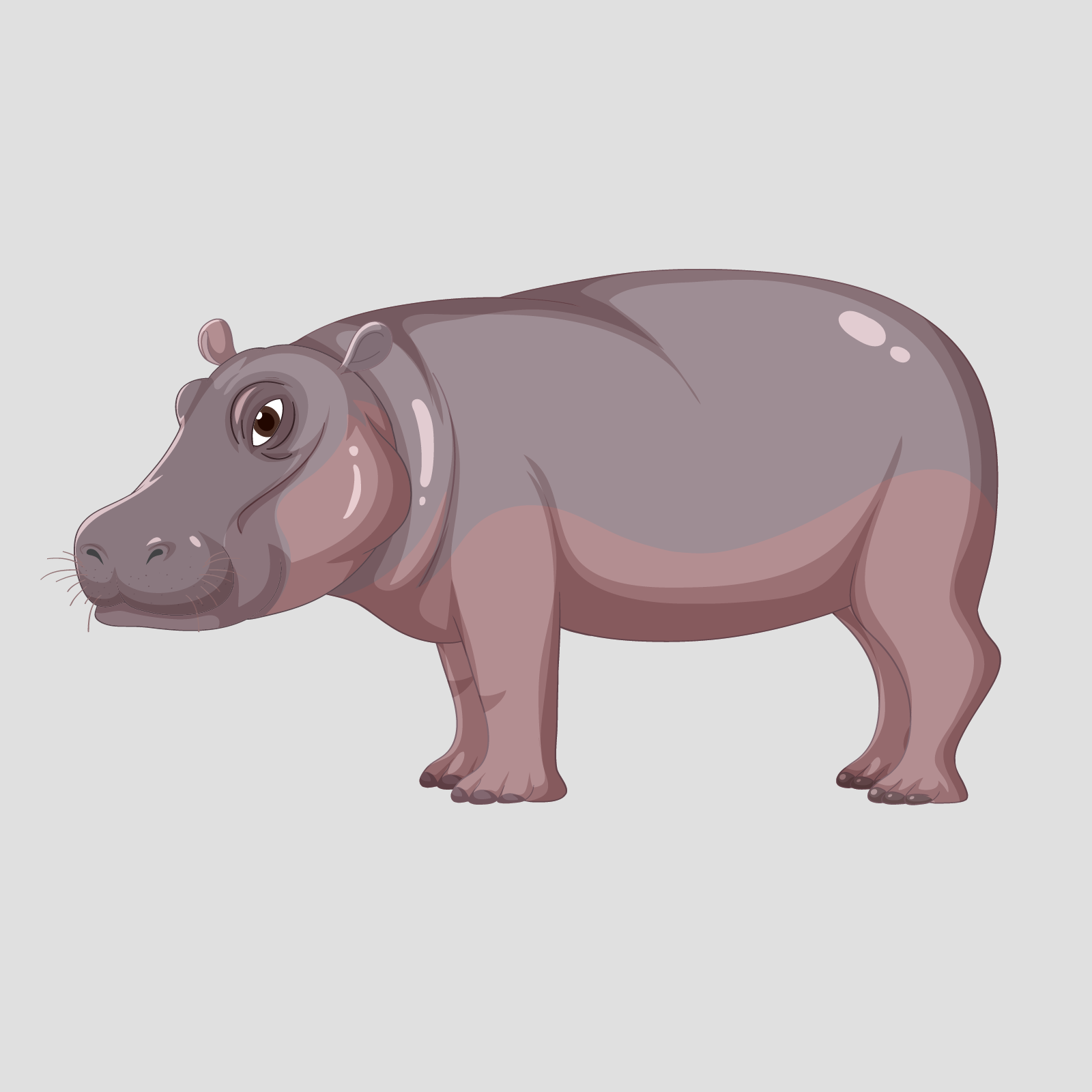Ilustracja przedstawia stojącego hipopotama. Ma szeroki pysk oraz małe uszy.