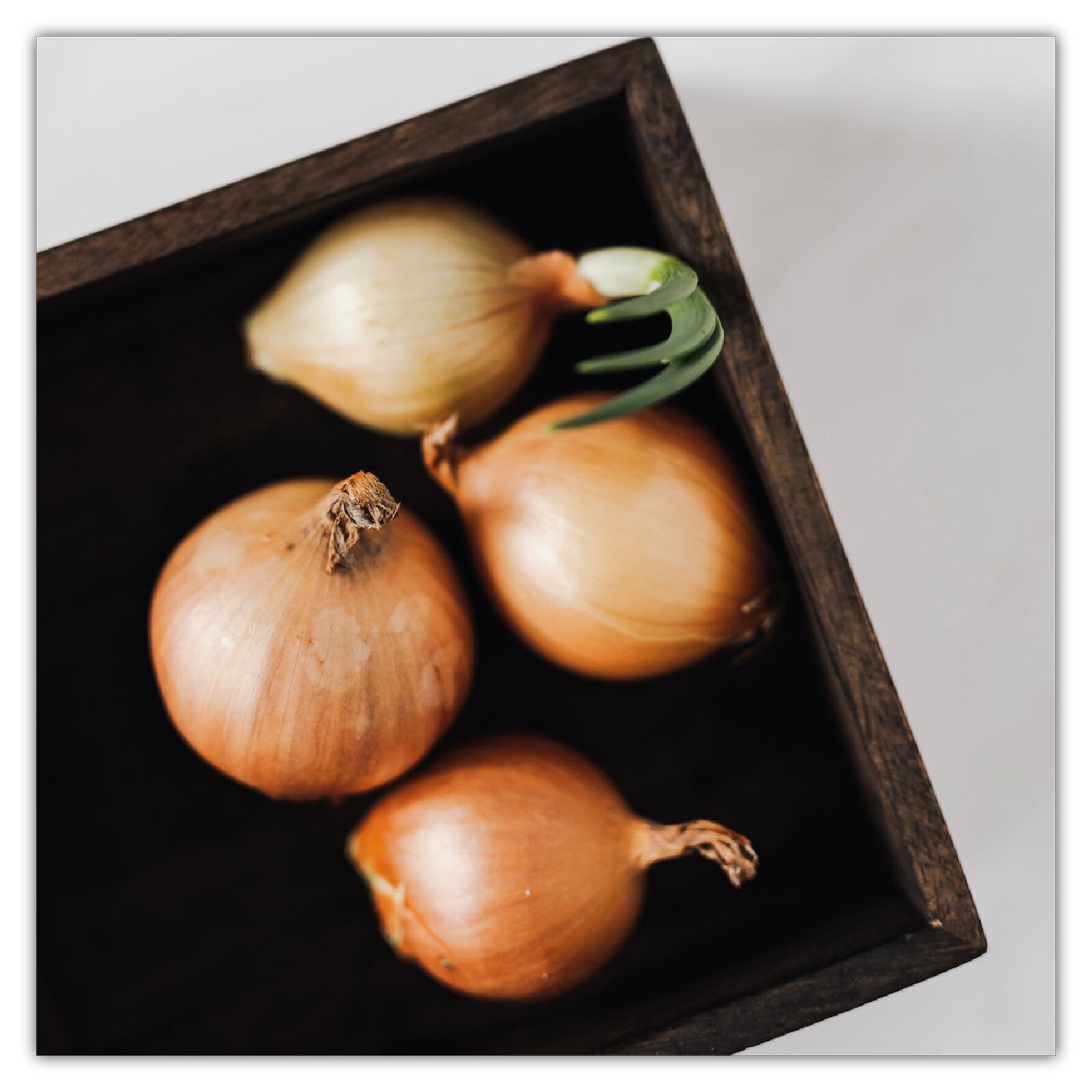 Ilustracja przedstawiająca cebule.