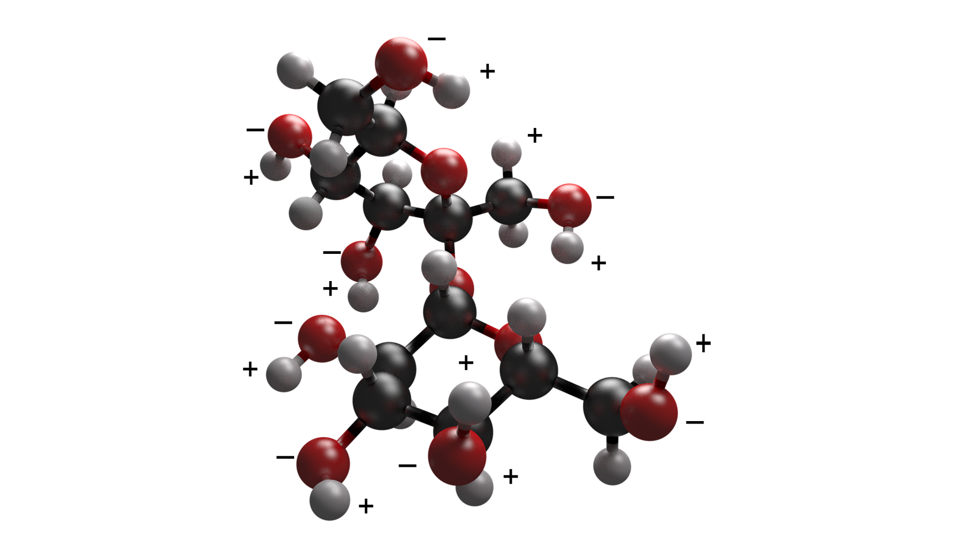 Ilustracja przedstawiająca model kulkowo‑pręcikowy cząsteczki sacharozy, która jest dwucukrem zbudowanym z D‑glukozy oraz D‑fruktozy, które łączy wiązanie α,β‑1,2-O-glikozydowe. Przy każdym atomie tlenu zaznaczono cząstkowy ładunek ujemny, a przy atomach wodoru cząstkowe ładunki dodatnie. Atomy węgla stanowią czarne kulki, atomy tlenu czerwone, zaś atomy wodoru małe, białe kulki. Strukturę stanowi sześcioczłonowy pierścień, w którym pierwszy lokant stanowi atom węgla C1 związany z atomem tlenu wbudowanym w tenże pierścień. Węgiel C5 zamyka pierścień i łączy się ze wspomnianym atomem tlenu oraz węglem C6, niewbudowanym w pierścień. Od węgla C1 odchodzi wiązanie łączące go z atomem tlenu, który to łączy się z węglem C2 pierścienia D‑fruktozy. Od węgli C2 oraz C4 odchodzą do góry grupy hydroksylowe OH, zaś do dołu od grupy C3, grupa hydroksylowa odchodzi również od węgla C6. Drugi pięcioczłonowy pierścień stanowi D‑fruktoza, w której węgiel C1 należący do grupy CH2 podstawiony jest grupą hydroksylową O H i łączy się z atomem węgla C2, który związany jest z atomem tlenu łączącym pierścień D‑fruktozy z pierścieniem D‑glukozy. Od węgla C3 do dołu odchodzi grupa hydroksylowa O H, z kolei od węgla C4 do góry odchodzi grupa hydroksylowa OH. Węgiel C4 łączy się z atomem tlenu, który to łączy się z atomem węgla C1, co zamyka pięcioczłonowy pierścień. Ponadto od węgla C4 odchodzi do dołu grupa CH2OH.