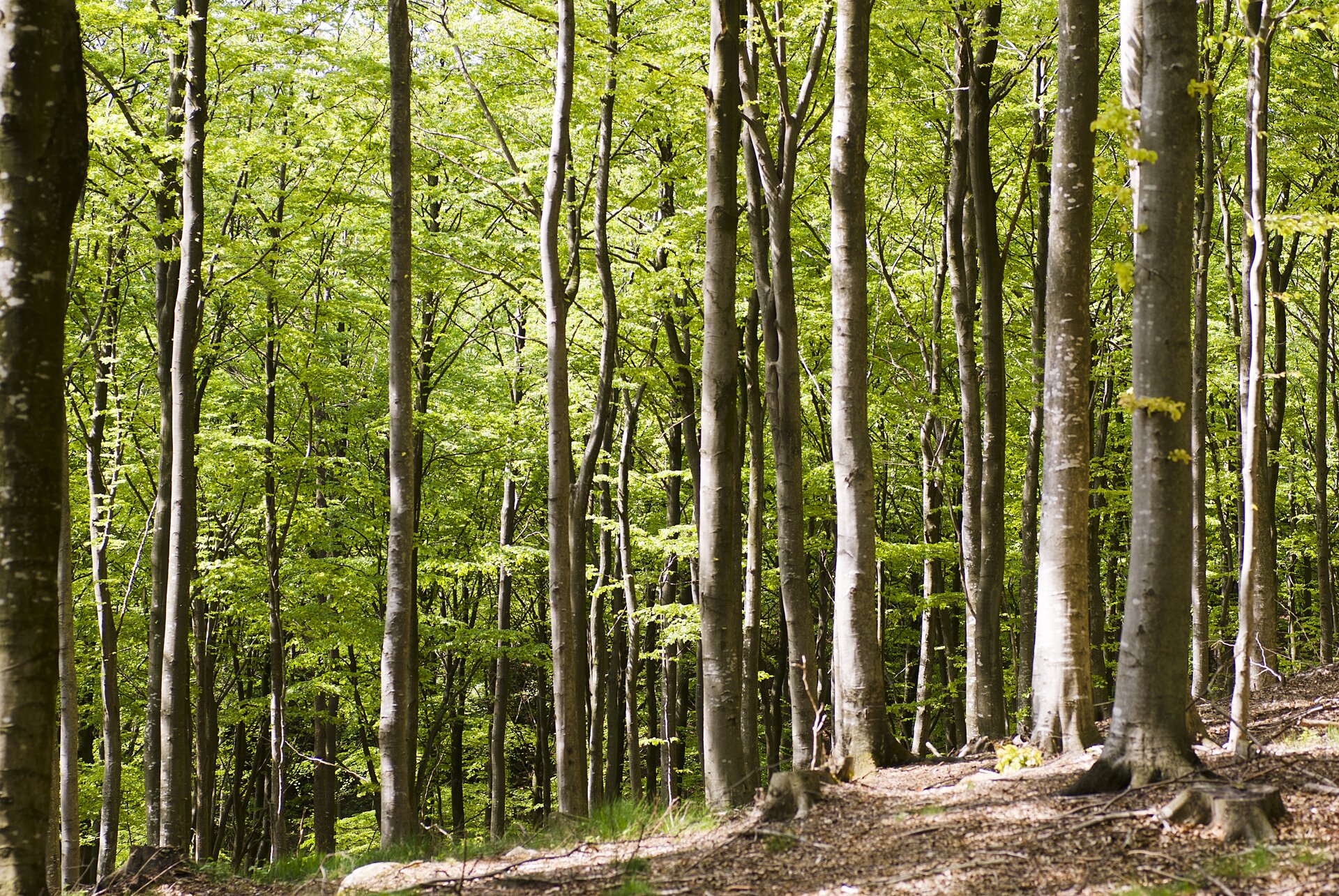 Fotografia przedstawia wnętrze lasu bukowego, czyli buczyny. Las jest gęsty, pnie drzew cienkie, pokryte jasną korą. Przez zielone liście prześwieca słońce.