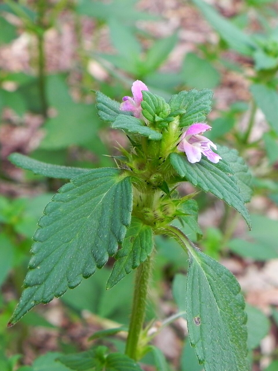 Zdjęcie przedstawia roślinę. To poziewnik szorstki. Liście są jajowate, zaostrzone, na brzegu karbowano‑piłkowane, ogonkowe, ustawione naprzeciwlegle. Kwiaty są niewielkie, różowe, kielichowate. 