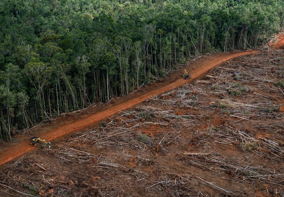 Zdjęcie przedstawia wycięte drzewa leżące na ziemi oraz rosnący obok las deszczowy. 