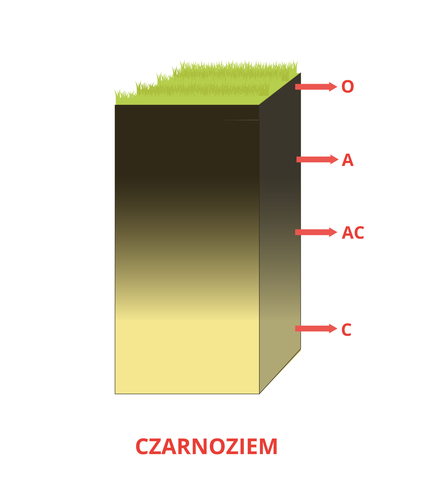 Ilustracja przedstawia wykop, przekrój przez czarnoziem. Widoczne są dwie warstwy gleby, płynnie przechodzące jedna w drugą. Ta bliżej powierzchni ma szarawy kolor, natomiast występująca niżej – brązowy.