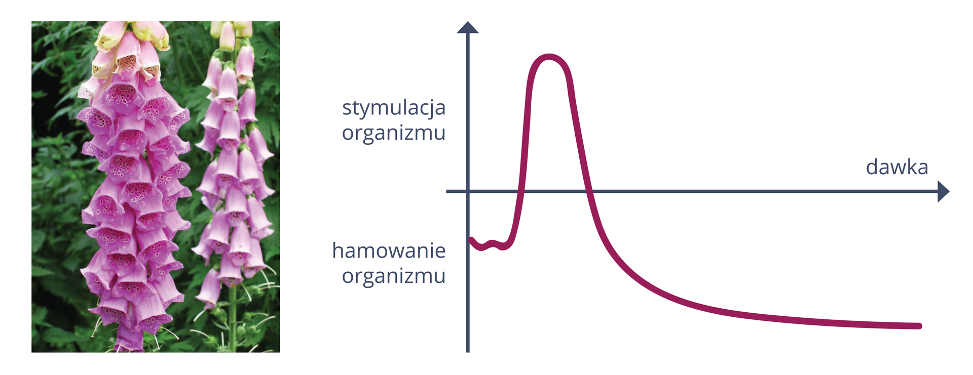 Na barwnej ilustracji przedstawiono działanie substancji na organizm. Po lewej zdjęcie różowych kwiatów naparstnicy. Mają kształt dzwonków. Po prawej wykres. Na pionowej strzałce napisy: u dołu hamowanie organizmu, u góry stymulacja organizmu. Oś pozioma na połowie wysokości przecina oś pionową. Na niej napis: dawka. Krzywa koloru fioletowego. W niewielkiej dawce glikozydy mają hamujące działanie na organizm. Następnie wykres stromo wznosi się (co oznacza znaczną stymulację organizmu), potem opada.