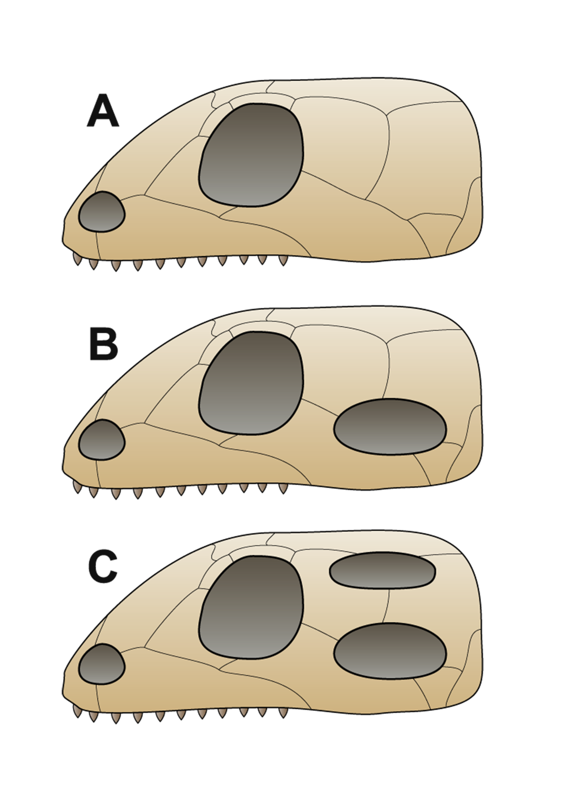 Na ilustracji porównane są czaszki poszczególnych trzech gromad gadów. Czaszki są zbudowane z płytek kostnych, mają owalny kształt, a z przodu są nieco spłaszczone. W górnej szczęce posiadają rząd ostrych zębów. Literą A oznaczono czaszkę anapsydów. Czaszka ta posiada dwa otwory: oczodół oraz otwór nosowy. Literą B oznaczono synapsydę. Ma trzy otwory: oprócz dwóch wcześniej wspomnianych za oczodołem jeszcze jeden otwór. Literą C zaznaczono czaszkę diapsydów, która posiada cztery otwory: oprócz dwóch wcześniej wspomnianych za oczodołem posiada jeszcze dwa.