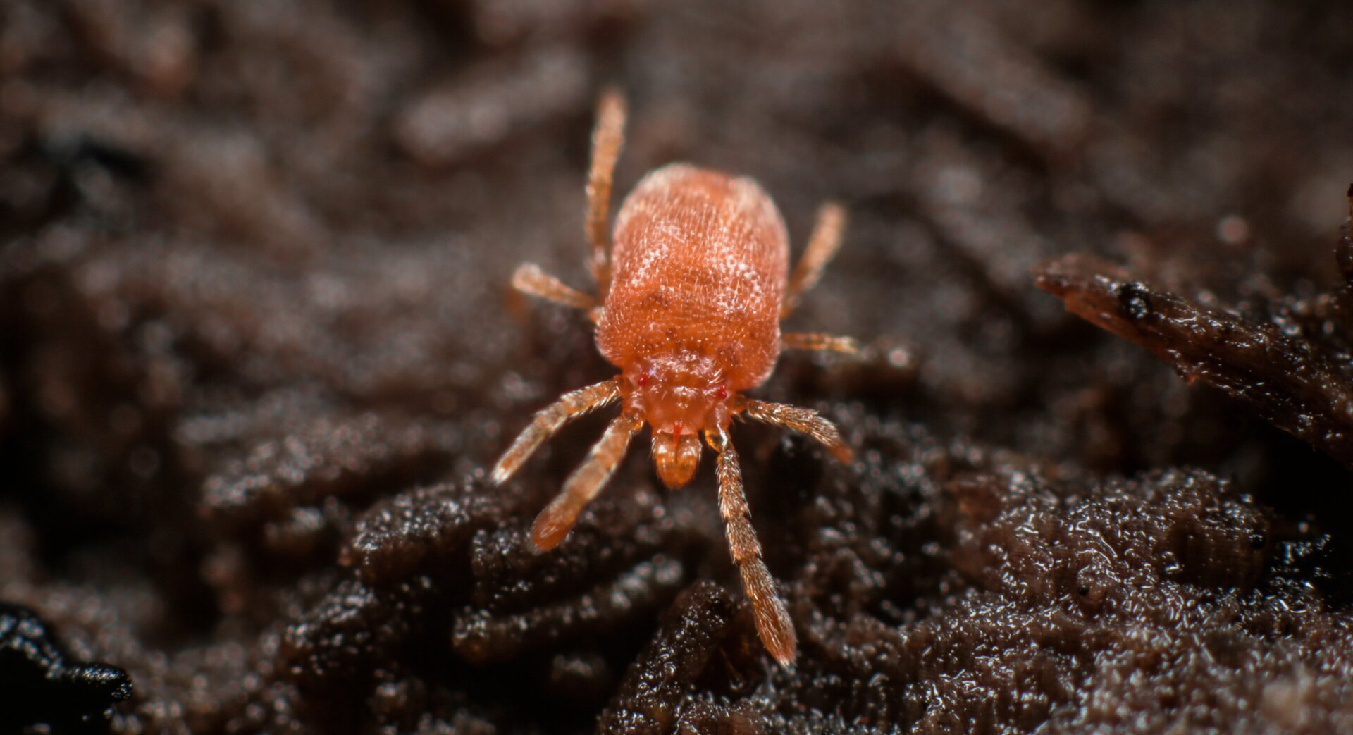 Fotografia przedstawia niewielkiego pajęczaka - roztocze. Ma on długi odwłok, krótki głowotułów, cztery pary odnóży oraz pomarańczowy kolor ciała .