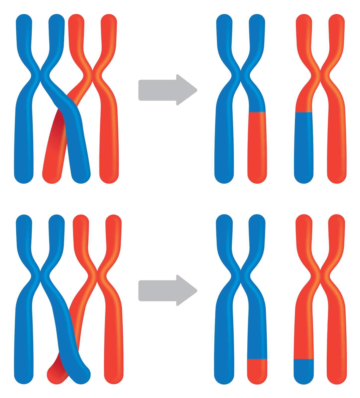 Ilustracja przestawia schematycznie wymianę fragmentów chromosomów homologicznych w trakcie mejozy. Chromosomy w kształcie litery X, niebieski i czerwony. Para chromosomów u góry wymienia długi fragment jednego z ramion. Powstałe chromosomy są czerwono‑niebieskie. Para u dołu wymienia krótki fragment na końcu jednego z ramion. Powstałe chromosomy mają tylko krótszy fragment innego koloru w miejscu wymiany.