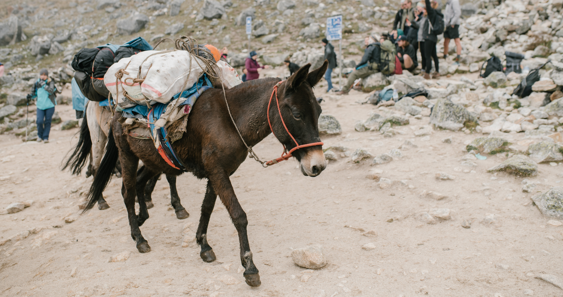 Zdjęcie przedstawia osła, który niesie na grzbiecie worki.