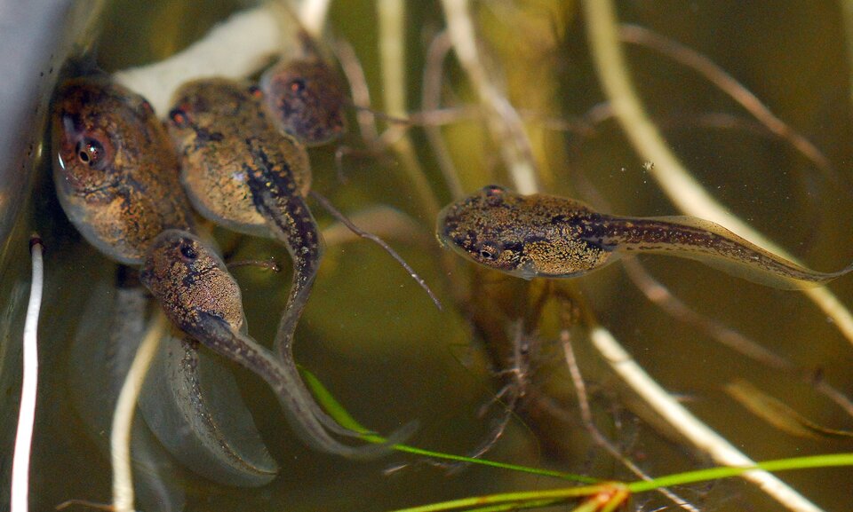 Grafika przedstawia kijanki pływające w wodzie. Mają one duże w stosunku do reszty ciała głowy oraz długie, podłużne ogonki. Ich ciało ma złocisto brązową barwę z czarnymi kropkami. 