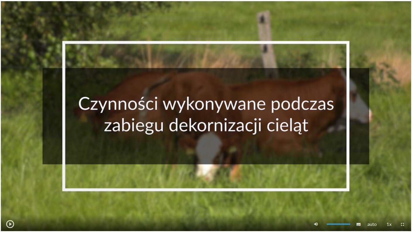 Zdjęcie przedstawia wygląd ekranu odtwarzania filmu. Ekran startowy przedstawia pasące się na łące krowy. Na tle zdjęcia umieszczono tytuł filmu: Czynności wykonywane podczas zabiegu dekornizacji cieląt. W dolnej części ekranu znajdują się ikony z różnymi opcjami. W lewym dolnym rogu widać ikonę trójkąta w kółku. Jest to ikona włączania odtwarzania filmu. Kolejna ikona znajduje się dopiero w połowie ekranu dolnego paska. Jest to ikona megafonu. Obok niej widać niebieski pasek, który oznacza poziom głośności. Dalej znajduje się mały biały prostokąt z czarnymi paskami w jego dolnej części. Pozwala ona na włączenie napisów. Kolejna ikona to napis auto, która umożliwia wybranie jakości filmu. Obok niej widać ikonę jedynki z iksem. Po kliknięciu na nią można wybrać szybkość odtwarzania filmu. Ostatnia ikona to kreski tworzące kwadrat. Kreski te tworzą jedynie krawędzie kwadratu. Jest to opcja włączania trybu pełnoekranowego.