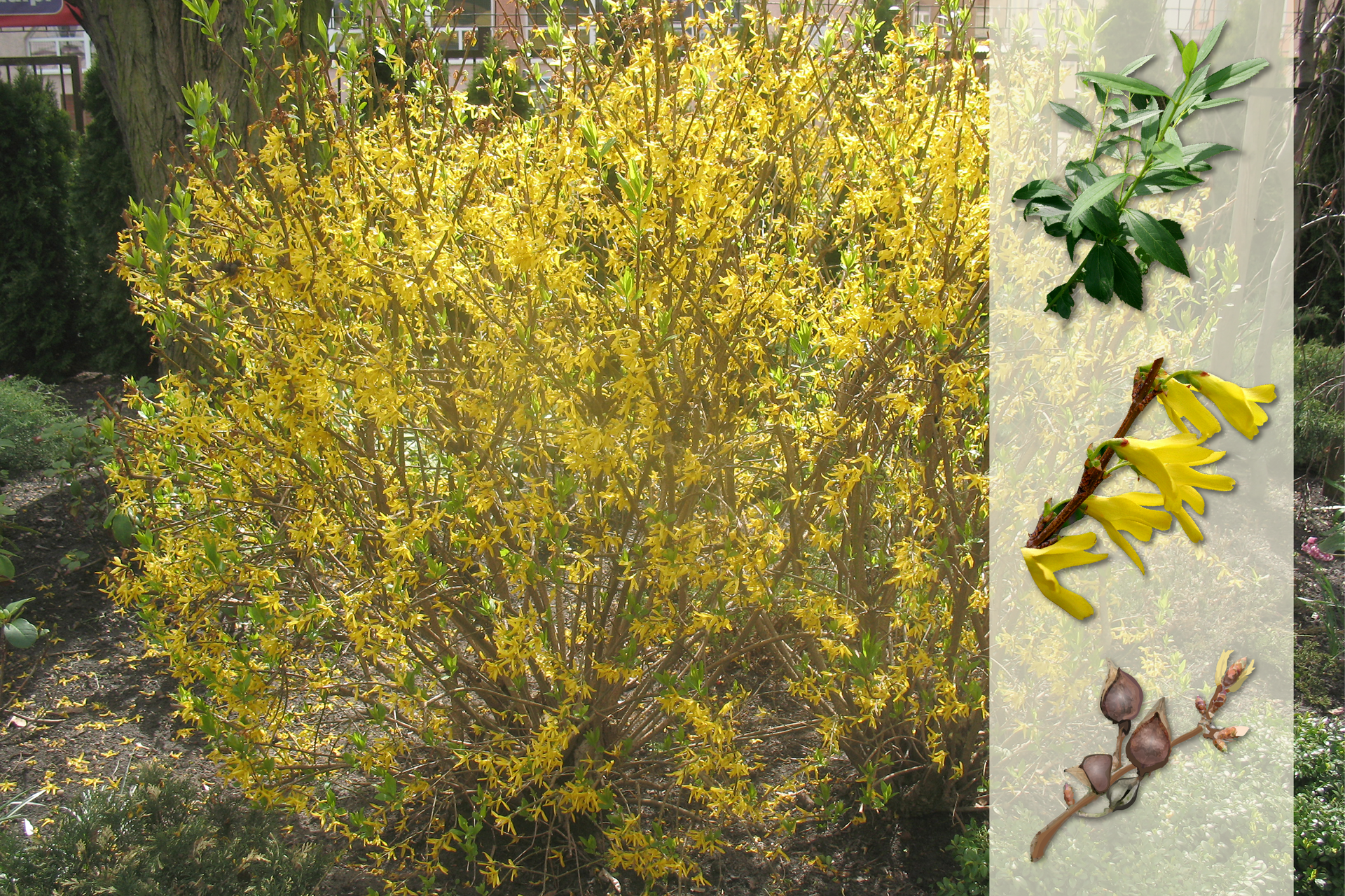Fotografia przedstawia żółto kwitnący krzew forsycji w ogrodzie. Z prawej strony nałożony jaśniejszy pasek z fotografiami. U góry ciemnozielone, wąskie liście. W środku kilka żółtych, pojedynczych kwiatów, siedzących na bezlistnej gałązce. U dołu gałązka z kulistymi, brązowymi, wzniesionymi owocami.