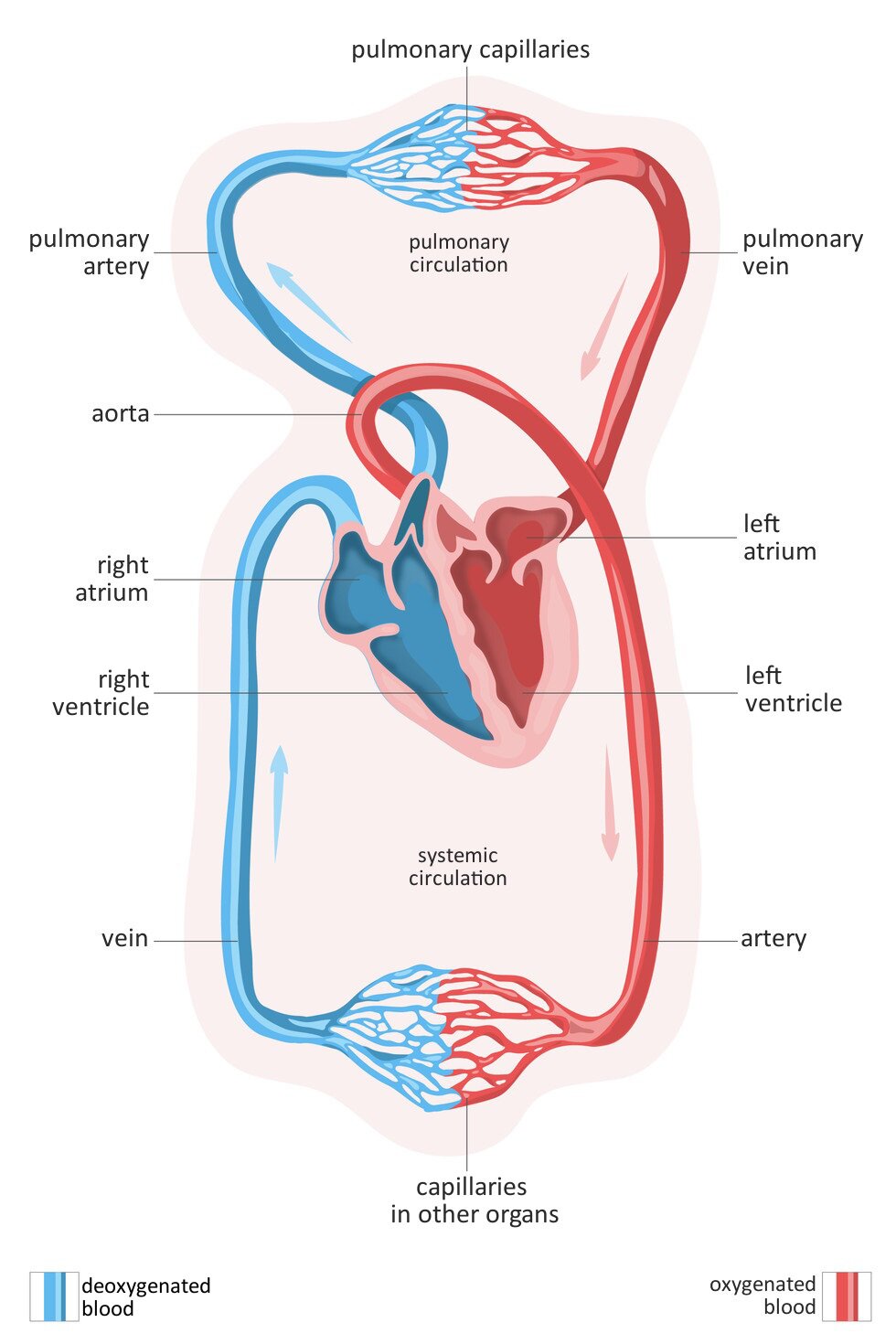 Ilustracja przedstawia schemat krążenia krwi w organizmie ssaka. Kolor niebieski oznacza krew bez tlenu, kolor czerwony krew z tlenem. W centrum różowe serce w przekroju. Strzałki wskazują kierunek przepływu krwi. U góry krwiobieg mały, u dołu duży. Z prawej komory krew bez tlenu tętnicą płucną płynie do naczyń włosowatych w płucach. Wraca z tlenem do lewego przedsionka żyłą płucną. Z przedsionka do lewej komory, a z niej wypływa aortą. Mniejszymi tętnicami krew z tlenem płynie do naczyń włosowatych w innych narządach. Stamtąd wraca żyłami do prawego przedsionka serca i do komory prawej. Podpisano: pulmonary circulation; systemic circulation ; pulmonary capillaries ; capillaries in other organs; pulmonary artery; pulmonary vein; left atrium; right ventricle; left ventricle; right atrium; vein; artery; deoxygenated blood; oxygenated blood