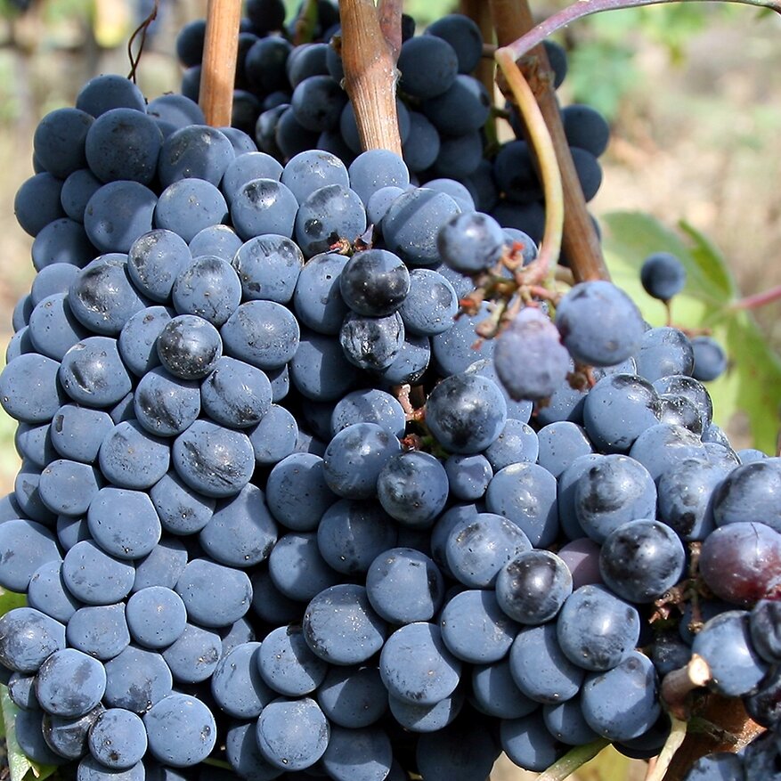 Sangiovese