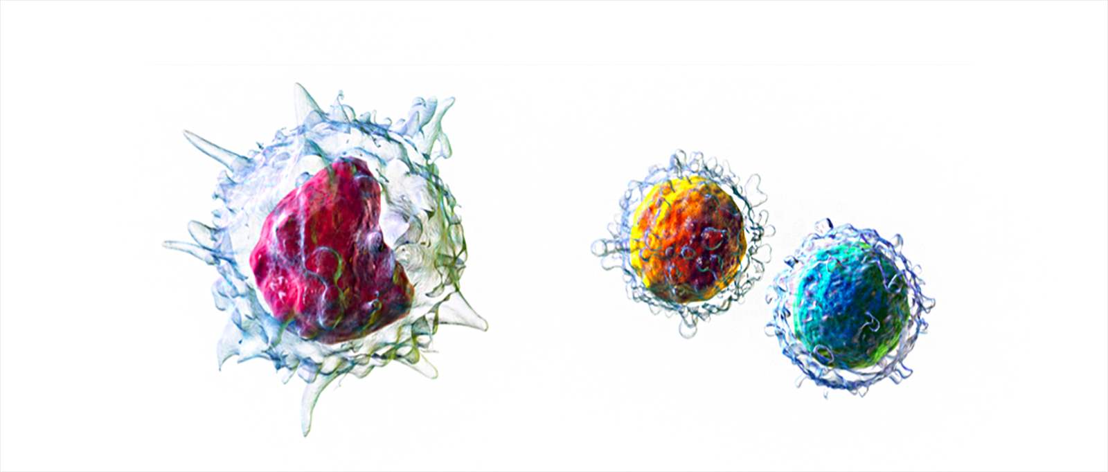 Grafika przedstawia komórki układu odpornościowego. Po lewej stronie znajduje się monocyt z różowo wybarwionym jądrem komórkowym. Po prawej znajdują się limfocyty, jeden z pomarańczowym jądrem, a drugi z niebieskim.
