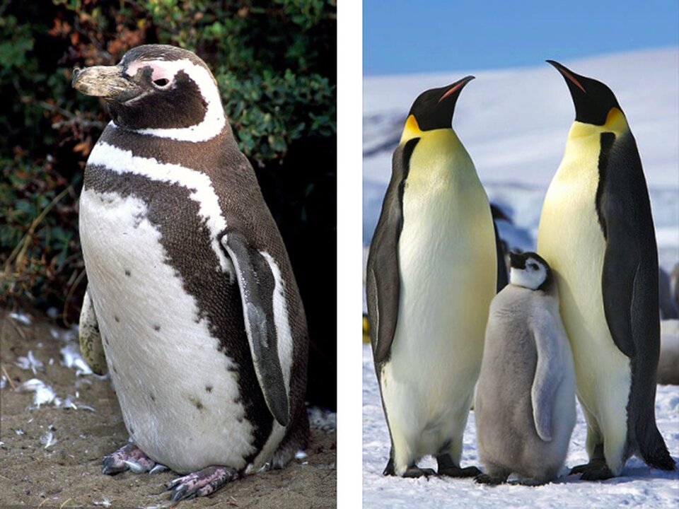 Ilustracja przedstawia po lewej stronie pingwina magellańskiego. Jego głowa jest czarna za wyjątkiem białej pętli biegnącej od nasady dzioba ponad okiem przez boki szyi do gardła. Dziób czarny. Wierzch ciała czarno‑szary. Na piersi szeroka, czarna przepaska, poniżej wąski, czarny pas, idący wzdłuż boków ku nogom. Reszta spodu ciała w większości biała. Po prawej stronie znajduje się fotografia przedstawiająca dwa dorosłe osobniki pingwina cesarskiego i jednego młodego osobnika. Mają opływowy kształt ciała. U dorosłych osobników ciało z wierzchu jest ciemne, a od spodu białe z pomarańczowymi prześwitami w górnej części ciała. Skrzydła przekształcone są w płetwy, czarne z wierzchu, białe od spodu. Głowa cała czarna. Młody osobnik posiada głowę białą. Górna część głowy jest czarna. Posiada czarne oczy i dziób. Całe jego ciało jest koloru szarego.