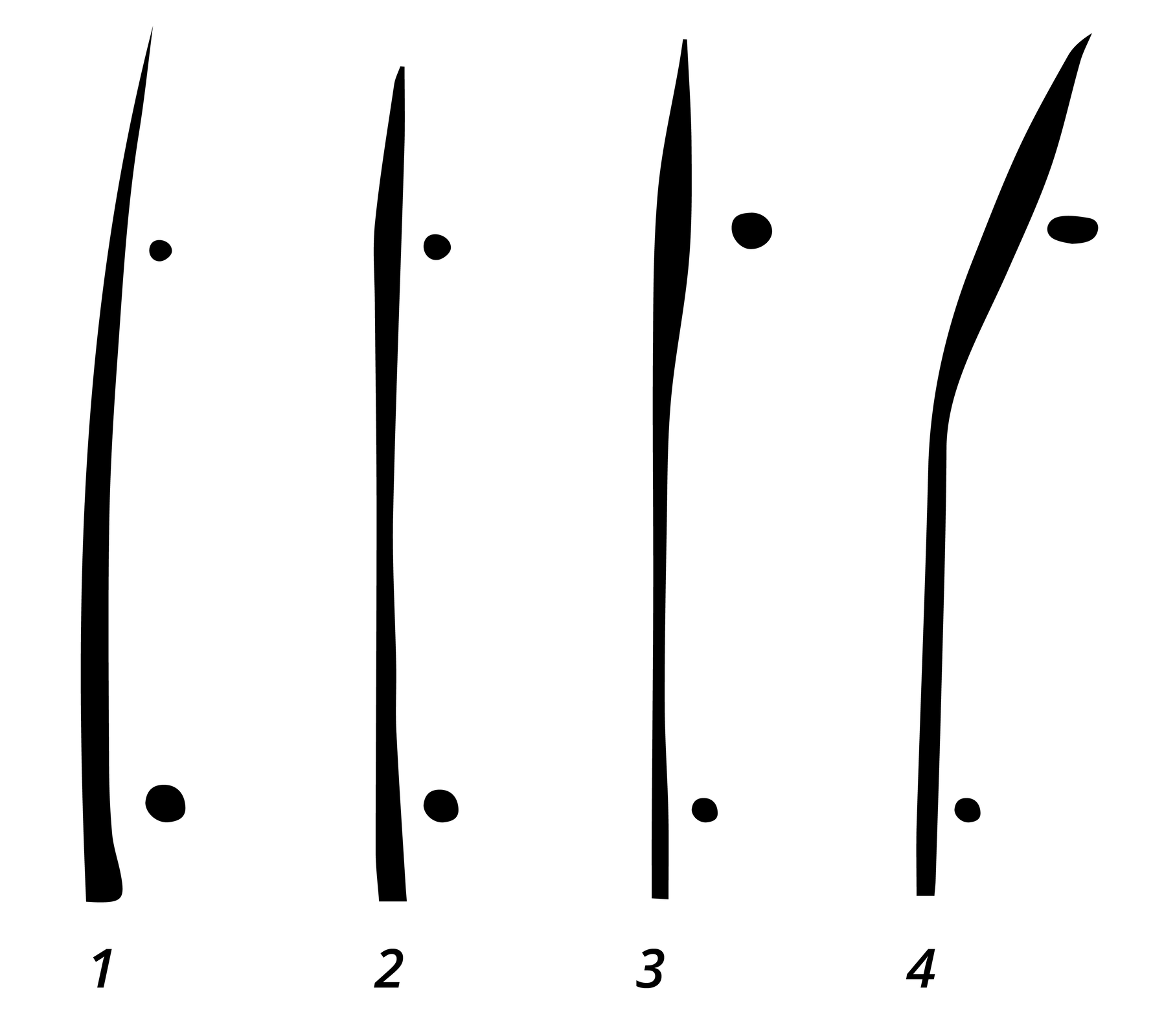 Na zdjęciu widoczne cztery schematy włosa jeden obok drugiego. Pierwszy jest cienki i nieco skręcony w prawo u góry. Drugi jest cienki i prosty. Trzeci jest cienki na dole, u góry nieco grubszy. Czwarty jest grubszy u góry, skręcony w prawo.