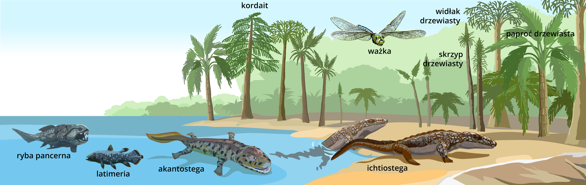 Ilustracja przedstawia erę wczesnych zwierząt lądowych. Widać fragment plaży, wody znajdującej się przy niej oraz dalej w głąb lądu las. Najgłębiej w wodzie znajduje się ryba pancerna. Posiada krępe ciało okryte pancerzem. Pysk ma otwarty, widać ostre zęby. Obok widać latimerię. To ryba o dość dużym ciele i szerokim w pionie ogonie. Obok widać akantostegę. Posiada ona szeroki uzębiony pysk oraz cztery kończyny rozstawione na boki. Ogon przypomina płetwę. Organizm obok, ichtiostega, przedstawiony jest w trakcie wychodzenia na ląd. Posiada on długi pysk, cztery palczaste kończyny rozstawione na boki oraz długi ogon. W powietrzu lata ważka. Las tworzą skrzyp drzewiasty, widłak drzewiasty, paproć drzewiasta oraz kordait. Posiadają one brązowe pnie i zielone liście tworzące koronę.