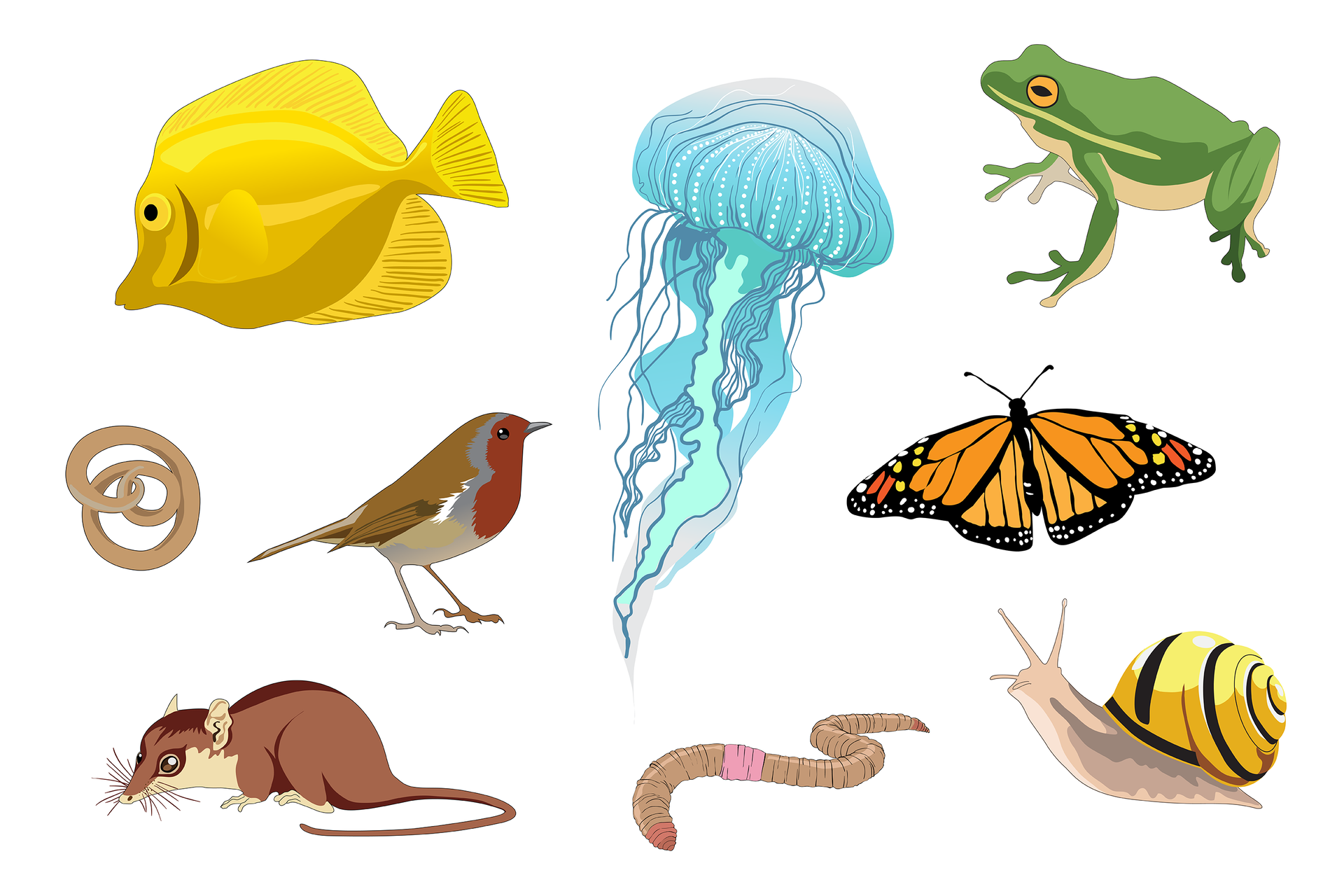 Ilustracja przedstawia kolorowe sylwetki dziewięciu zwierząt w trzech rzędach. Od lewej u góry: żółta płaska ryba z czarnym okiem z lewej. Błękitna meduza z długimi czułkami w dół. Zielona rzekotka z pomarańczowym okiem z poziomą źrenicą i jasnym brzuchem. W środkowym rzędzie zwinięty w precelek beżowy nicień. Obok stoi szaro – brązowy ptak z rudobrązową głową i szyją. Z prawej czarno - pomarańczowy motyl. U doły z lewej brązowy gryzoń z wąsami czuciowymi na wydłużonym pyszczku i długim ogonem. W środku pierścieniowata, beżowa dżdżownica z różowym siodełkiem. U dołu z prawej różowo – liliowy ślimak , muszla żółta z czarnym pasem.