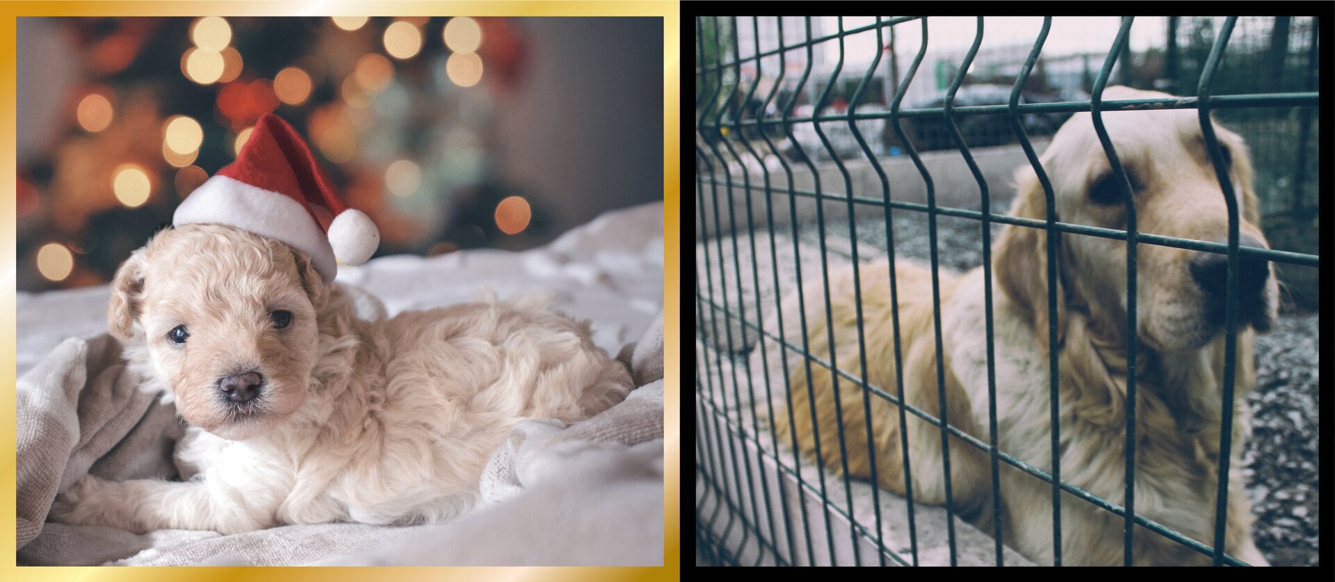 Ilustracja jest kolażem dwóch zdjęć. Na pierwszym szczenię labradora ubrane w czapkę Mikołaja siedzi na tle choinki. Na drugim dorosły labrador leży smutny pod płotem schroniska. 