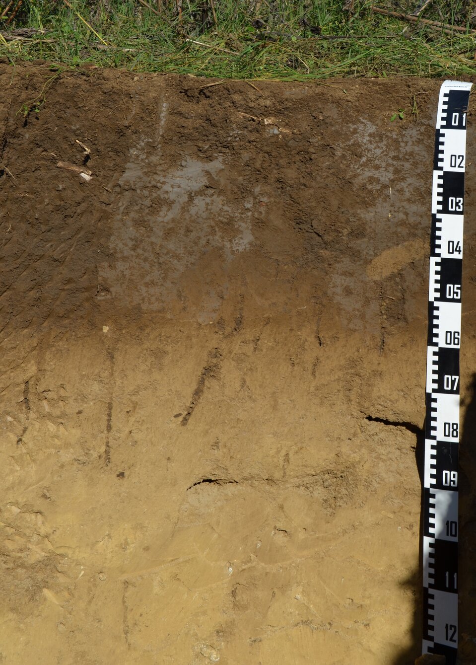 Na zdjęciu znajduje się profil glebowy. Od góry, na powierzchni, porasta go rzadko rosnąca trawa z roślinami zielnymi. Górna warstwa profilu jest głęboka, ciemnobrązowa, w kolorze cynamonu lub owoców kasztanowca. Pod nią znajduje się warstwa jasnobrązowa.