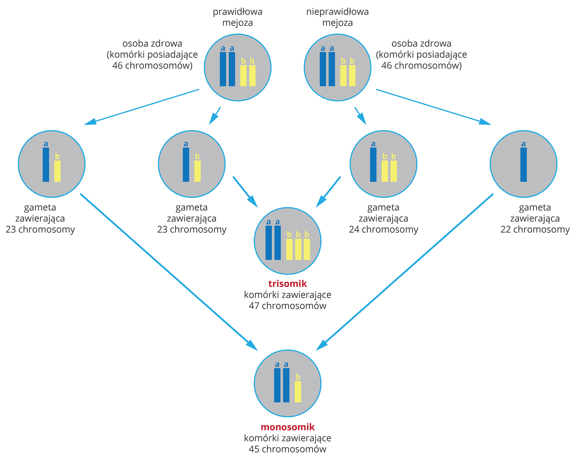 Ilustracja przestawia schemat powstawania mutacjichromosomowych w formie szarych kół z niebieskimi i żółtymi chromosomami. U góry dwie takie same komórki, 46 chromosomów. Ta z lewej przechodzi prawidłowy podział mejotyczny i jej gamety mają po 23 chromosomy. Ta z prawej ma nieprawidłowa mejozę. Jedna gameta ma 24, druga 22 chromosomy. W wyniku połączenia gamet prawidłowych z nieprawidłowymi otrzymamy dwie mutacje chromosomowe. Trisomik ma 47 chromosomów w komórkach ciała. Monosomik ma 45 chromosomów w komórkach ciała.