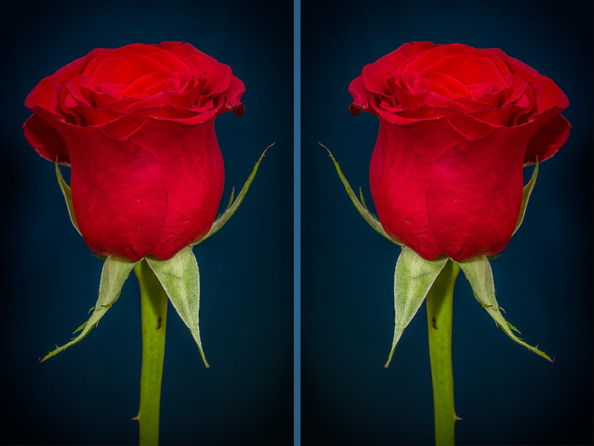 Rys. 3. Zdjęcie poglądowe przedstawia dwie fotografie czerwonej róży z zielonymi listkami. Jedna fotografia to jest prawdziwy obraz róży a drugi to obraz w zwierciadle płaskim. Obie róże są tej samej wielkości, obraz w zwierciadle nie jest odwrócony a prosty. Porównując obie fotografie widać, co to jest „zwierciadlane odbicie” Część prawa róży w zwierciadle jest lewa.