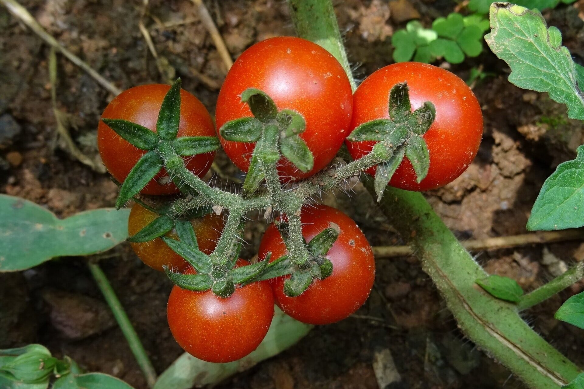 Zdjęcie przedstawia zbliżenie na rosnące pomidory. Do uprawy pomidorów najlepsze są gleby żyzne, próchniczne, o wysokiej pojemności wodnej. Nie nadają się gleby podmokłe. Nadmiar wilgoci w glebie oraz wysoki poziom wody gruntowej sprzyja pojawieniu się zgnilizny pierścieniowej. Odczyn pH gleby: 5,5–6,5.