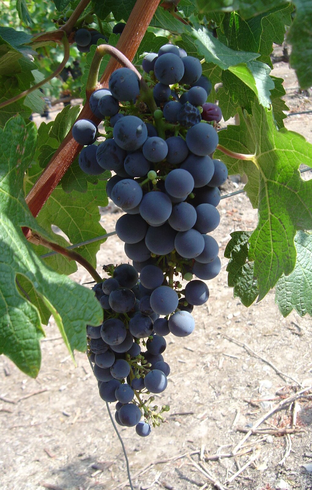 Zdjęcie przedstawia odmianę winorośli Carménère. Widoczne są dwie kiście winogron, złożonych z kulistych jagód w kolorze ciemnofioletowym na tle liści winorośli.