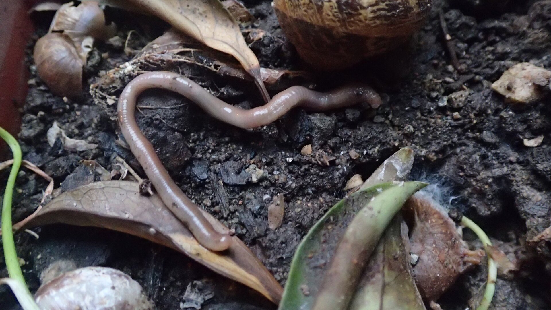 Na fotografii znajduje się Phyllodoce lineata należący do wieloszczetów. Posiada on celomę, czyli wtórną jamę ciała - cienkościenny worek wciśnięty pomiędzy narządy. Zwierzę ma kolor czerwony, długie, prążkowane ciało oraz widoczną, półokrągłą jamę ustną zakończoną postrzępionym lejkiem. Widoczne są także małe, czarne oczka oraz wyrastające na ich wysokości symetrycznie trzy pary czułek.