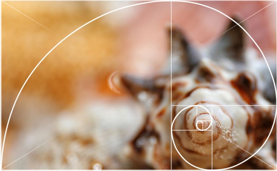 Ilustracja przedstawia fotografię muszli, na której naniesiona są cienkie linie obrazujące zasadę złotej spirali.