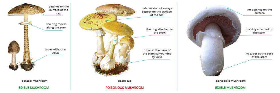 Ilustracja przedstawia kilka grzybów, jadalnych i trujących, które mogą być mylone. W centrum znajdują się cztery owocniki grzyba o żółtym kapeluszu. Na powierzchni kapelusza nie zawsze występują łatki, patches do not always appear on the surface. Pierścień jest przyrośnięty do trzonu, the ring attached to the stem. Bulwa u nasady trzonu otoczona jest pochwą, tuber at the base of the stem surrounded by volva. To śmiertelnie trujący, poisonous mushroom muchomor sromotnikowy, death cap. Po lewej znajduje się grzyb jadalny, Edible mushroom, czubajka kania, parasol mushroom. Ma kapelusz z ciemnymi łatkami, patches on the surface of the cap i ciemniejszy trzon. Pierścień znajduje się na wysokości dwóch trzecich trzonu i porusza się wzdłuż trzonu, the ring moves along the stem.  Po prawej znajduje się fotografia jadalnego grzyba, Edible mushroom pieczarki, portobello mushroom. Pieczarka jest biała, nie ma łatek na kapeluszu, no patches on the surface ani pochwy na trzonie no tuber at the base of the steam. Ma pierścień przyrośnięty do trzonu, the ring attached to the stem.