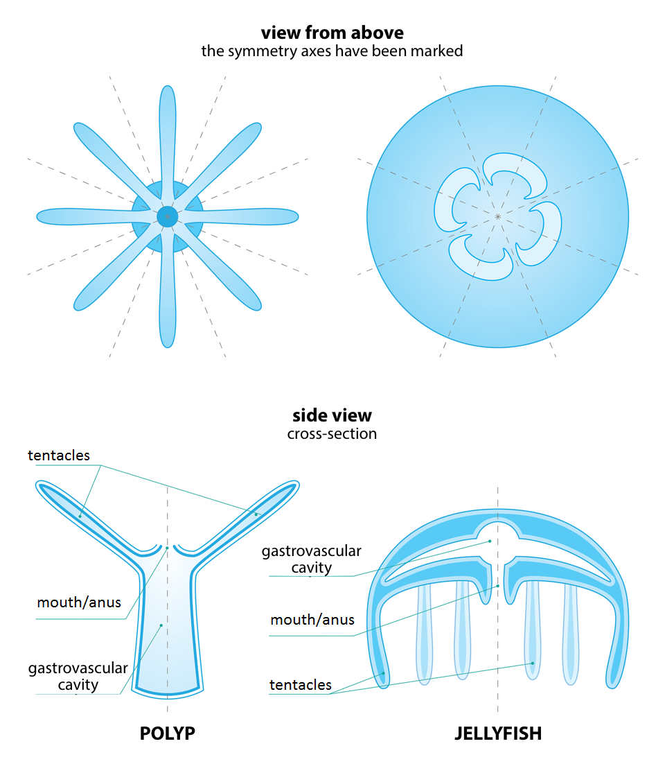 Ilustracja przedstawia schematycznie porównanie budowy polipa i meduzy. Są to cztery błękitne rysunki. Polip znajduje się po lewej, meduza po prawej. Górne rysunki zatytułowane: view from above the symmetry axes have been marked- przedstawiają widoki z góry z zaznaczonymi osiami symetrii.  Na dolnych rysunkach przedstawiono przekroje podłużne- side view cross-section. Części ciała zwierząt są odpowiednio podpisane: POLYP :  arms, mouth, gastrovascular cavity; JELLYFISH: gastrovascular cavity, mouth, arms