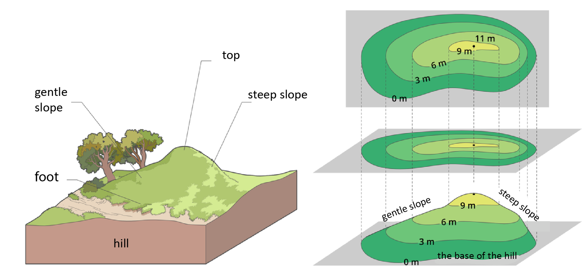 Po lewej stronie znajduje się ilustracja wzniesienia, na którym zaznaczono następujące opisy: najwyższe miejsce wzniesienia  - to wierzchołek top, jego łagodny spadek po lewej stronie - to łagodny stok gentle slope, stromy spadek po prawej - to stromy stok steep slope. U podstawy wzgórza - hill jest podnóże - foot. Po prawej stronie obok ilustracji wzniesienia są trzy jego odwzorowania.Pierwsze w kolejności od dołu, to model wzniesienia z narysowanymi na nim liniami – poziomicami. Poziomice są zaznaczone co trzy metry. Mamy kolejno od podnóża poziomice: zero metrów, trzy metry, sześć metrów, dziewięć metrów, wierzchołek – jedenaście metrów. Każda warstwa modelu wzniesienia, pomiędzy liniami – poziomicami, jest pokolorowana na zielono. Odcień koloru zielonego jest różny w zależności od wysokości. Pomiędzy poziomicą zero metrów a trzy metry, jest kolor ciemnozielony, między trzy metry a sześć metrów - zielony, między sześć metrów a dziewięć metrów - jasnozielony, a pomiędzy dziewięć metrów a jedenaście metrów - żółtozielony. Drugie od dołu odwzorowanie, nad modelem wzniesienia, to przeniesienie – rzut poziomic oraz barw modelu wzgórza, na poziomą kartkę. Od każdej poziomicy z modelu poprowadzono po dwie przerywane linie na poziomą kartkę, odwzorowując w ten sposób szerokość i kształt warstw wzniesienia. Każda warstwa jest pokolorowana tak samo jak na modelu wzgórza. Lewy, łagodny stok, ma poziomice narysowane dalej od siebie, a prawy, stromy stok, ma poziomice bliżej siebie.Trzecie od dołu odwzorowanie, to rzut modelu wzniesienia pokazany na pionowej kartce z zaznaczonym kształtem poziomic, wysokością w metrach i barwą. Identycznie jak na kartce poziomej, ale dokładnie na wprost oglądającego. W ten sposób możny czytać wysokości na mapach oraz ukształtowanie terenu.