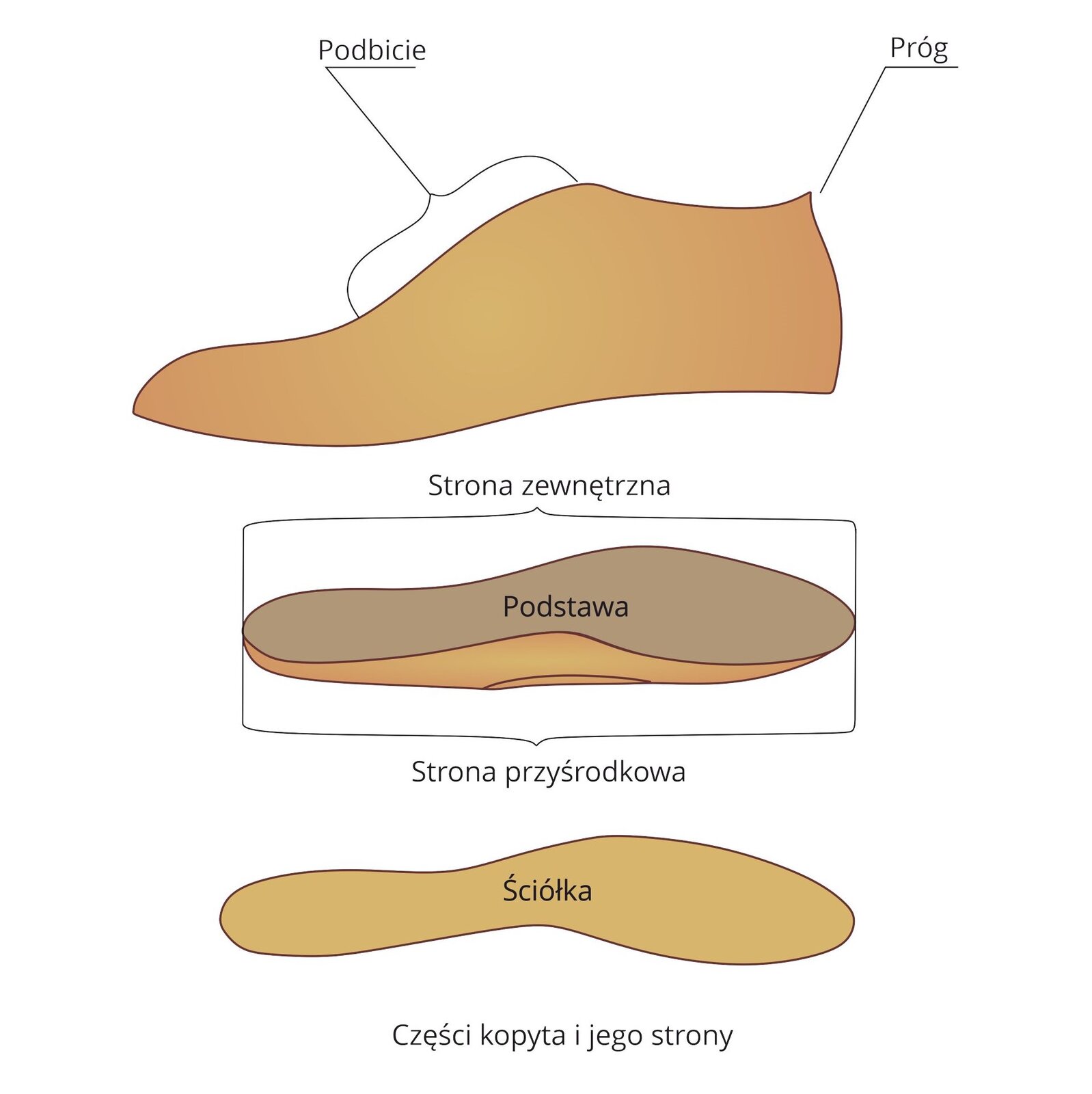Grafika przedstawia schemat części kopyta i jego stron. W bocznym przekroju kopyta wyróżniamy podbicie i próg. Poniżej znajduje się schemat budowy podstawy, z wyróżnioną częścią przyśrodkową i zewnętrzną oraz spodnią stroną.
