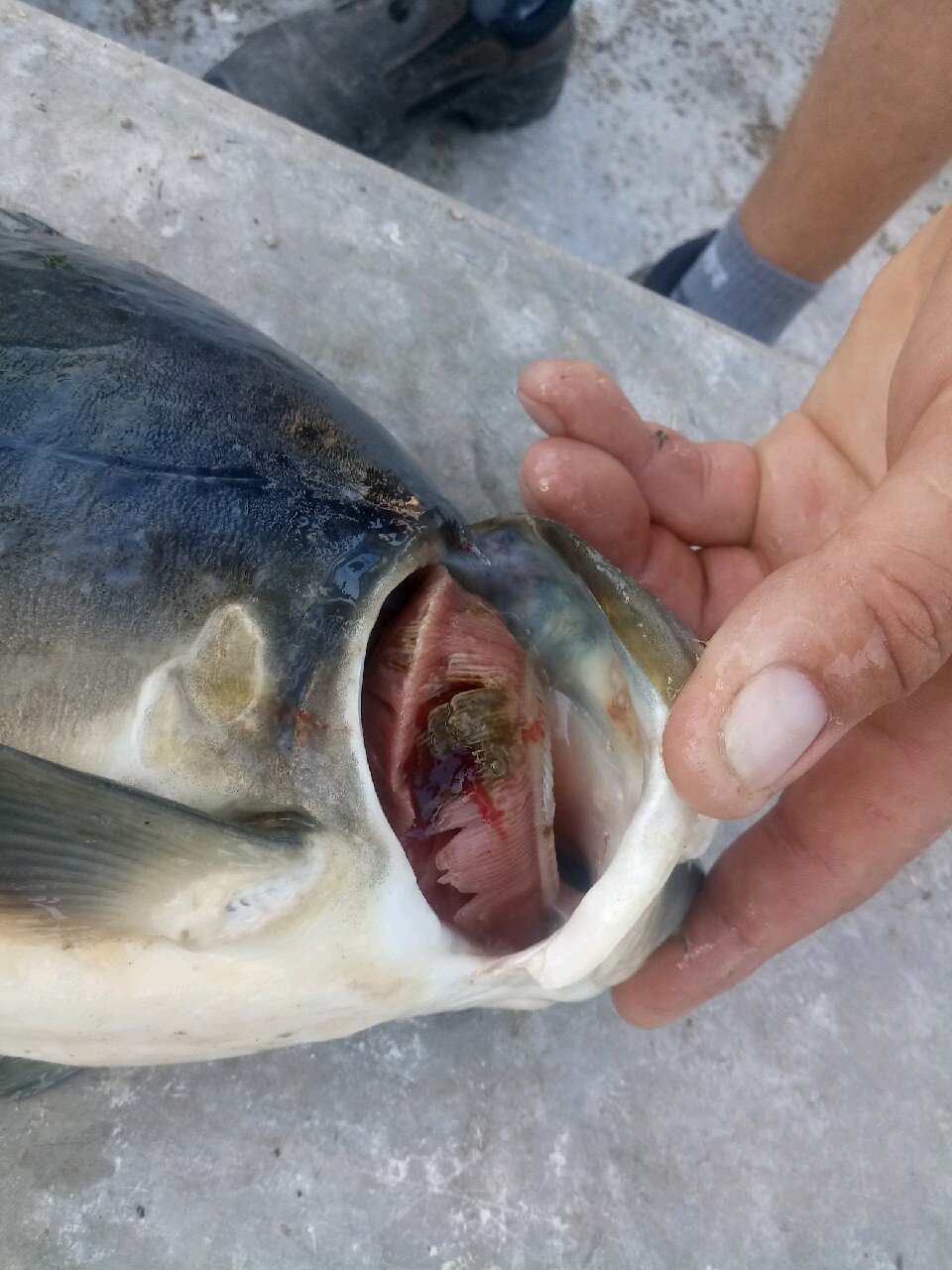 Zdjęcie przedstawia martwicę komórek skrzeli na skutek branchionekrozy. Zdrowe skrzela mają różowy kolor. Skrzela dotknięte martwicą mają ciemny, brązowo‑siny kolor.