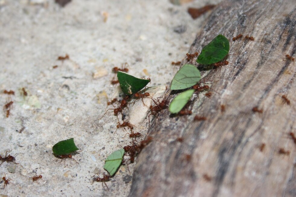 Fotografia przedstawia rude mrówki idące po piasku i wchodzące na kamień. Kilka mrówek niesie liście, pocięte na trójkątne kawałki. Liście posłużą jako podłoże dla grzyba.