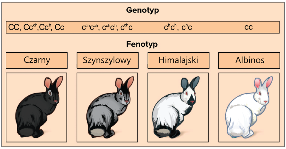 Ilustracja przedstawia cztery genotypy i odpowiadające im fenotypy w przypadku królików. Genotyp o zapisach: duża litera C duża litera C, duża litera C mała litera c indeks górny małe c małe h, duże C małe c indeks górny małe h, duże C małe c. Pod genotypem jest fenotyp, napis: czarny. Na ilustracji jest królik o czarnej sierści. Genotyp o zapisie: małe c indeks górny małe c małe h małe c indeks górny małe c małe h, małe c indeks górny małe c małe h małe c indeks górny małe h, małe c indeks górny małe c małe h małe c. Pod zapisem jest fenotyp: napis - szynszylowy. Na ilustracji jest królik o szarym kolorze sierści. Kolejny genotyp o zapisie: małe c indeks górny małe h małe c indeks górny małe h, małe c indeks górny h małe c. Pod spodem fenotyp: himalajski. Na ilustracji jest królik o białej sierści z czarnymi dodatkami. Królik ma czerwone oczy. Genotyp o zapisie małe c małe c daje fenotyp: albinos. Na ilustracji jest biały królik o czerwonych oczach.     