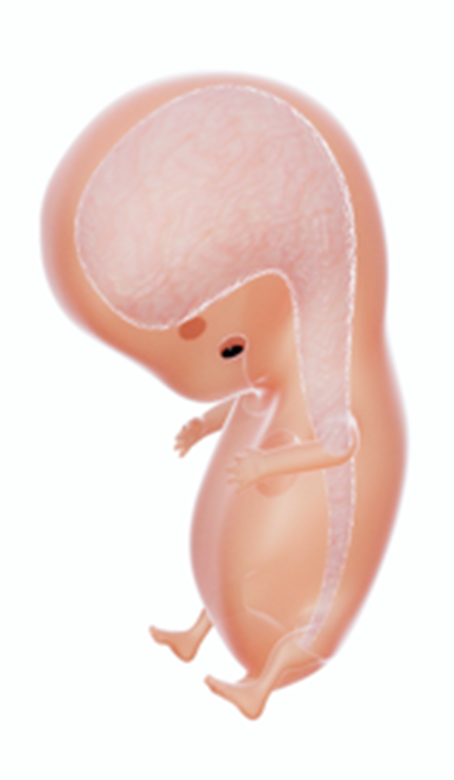 Ilustracja przedstawia zarodek ludzki w ósmym tygodniu po zapłodnieniu. Ma już 30 mm. Większość narządów jest już wykształcona (minęło niebezpieczeństwo powstania wad rozwojowych). Zarodek pokrywa się meszkiem płodowym (tzw. postać lanugo), zanikają ogon i błony między palcami, wątroba zaczyna produkować erytrocyty, rozpoczyna się kostnienie szkieletu. Zarodek wykonuje już pierwsze ruchy.