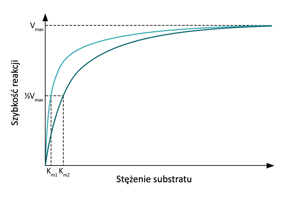 Ilustracja przedstawia wykres pokazujący wpływ stężenia substratu na szybkość reakcji enzymatycznych przeprowadzanych przez 2 różne enzymy. Wraz ze wzrostem stężenia substratu szybkość obu reakcji początkowo gwałtownie wzrasta, następnie dalszy wzrost szybkości jest coraz łagodniejszy, aż szybkość reakcji osiąga wartość maksymalną i ją utrzymuje. W przypadku pierwszego z enzymów wykres wzrasta gwałtowniej i szybciej osiąga połowę szybkości maksymalnej oraz szybkość maksymalną.