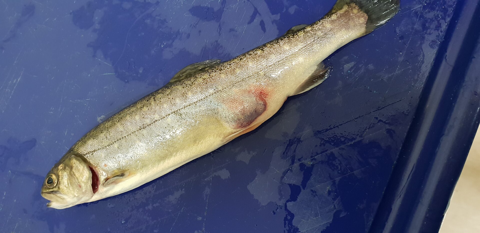 Zdjęcie przedstawia objawy wrzodzienicy. Widoczna jest ryba, która na boku posiada wypukły czerwonawy guz.