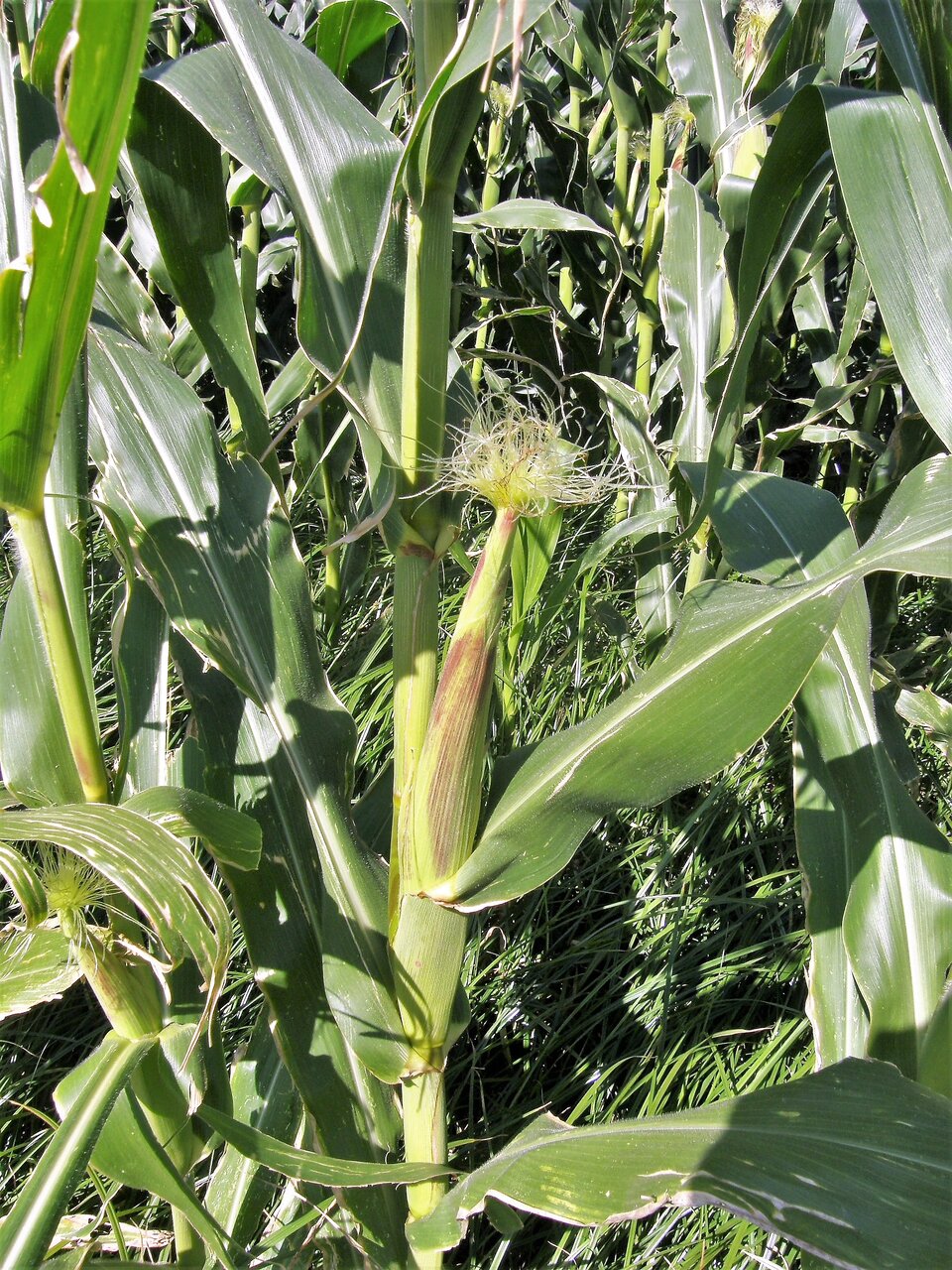 Zdjęcie przedstawia modyfikowaną genetycznie kukurydzę zwyczajną. Liście rośliny wyrastają skrętoległe z grubej zielonej łodygi. Są sfalowane, o szerokiej blaszce, z wierzchu lekko omszone, pojedynczo wyrastające z węzła. Kolby kukurydzy na zdjęciu są okryte liśćmi. W ich górnej części znajduje się pęk włosków. 