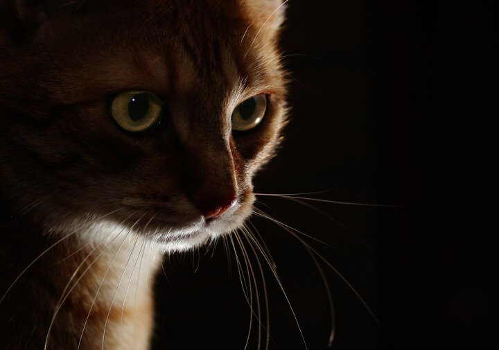 Zdjęcie przedstawia oświetlenie typu Low key. W kadrze znajduje się głowa i fragment klatki piersiowej rudo białego kota z długimi wibrysami. Tło zdjęcia jest czarne.