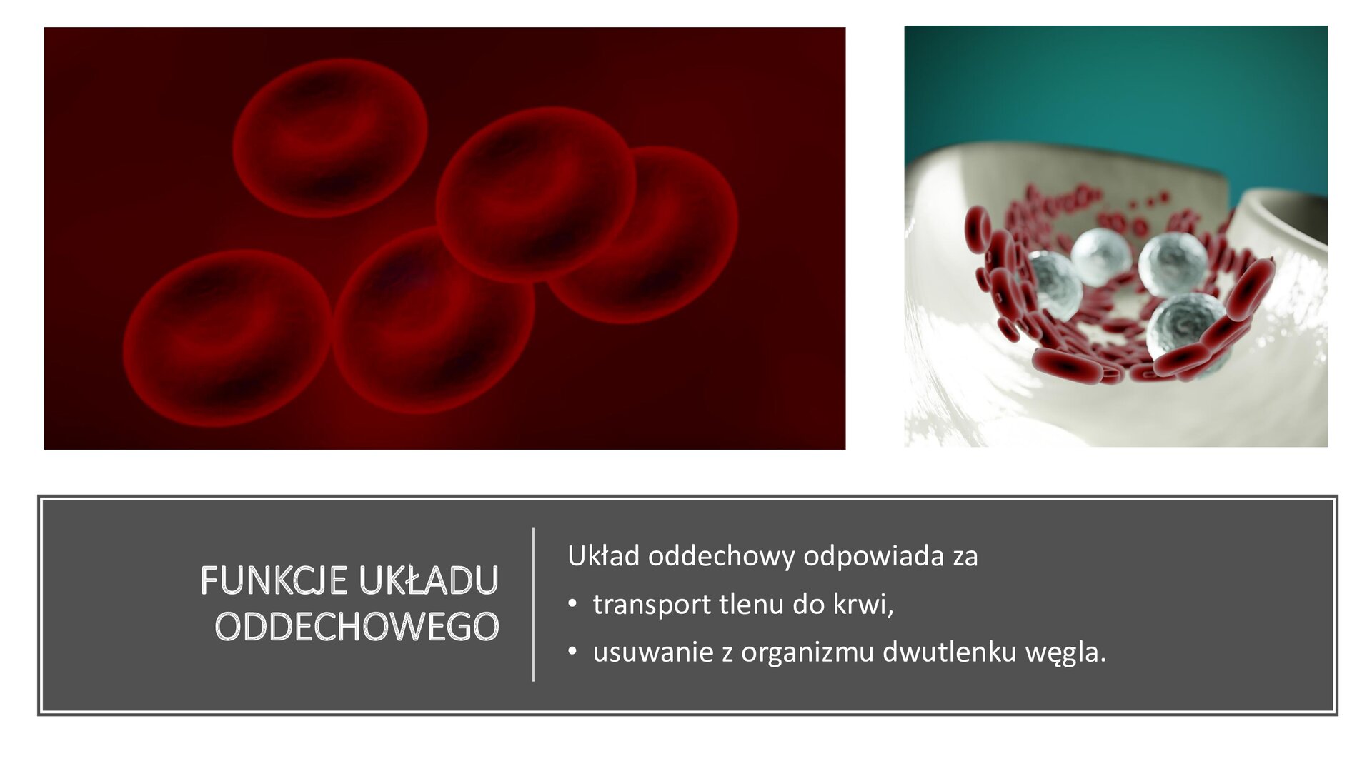 Biały slajd. W górnej części dwie ilustracje ustawione jedna obok drugiej. Przedstawiają czerwone krwinki oraz wnętrze żyły, w której znajdują się czerwone krwinki i białe pęcherzyki. W dolnej części slajdu ciemnoszary prostokąt, a w nim biały tekst: „Funkcje układu oddechowego. Układ oddechowy odpowiada za transport tlenu do krwi, usuwanie z organizmu dwutlenku węgla”.