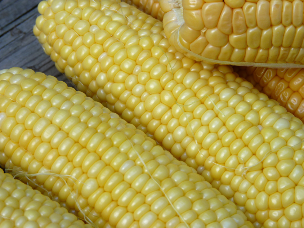 Fotografia przedstawia w dużym zbliżeniu żółte kolby kukurydzy. Jest to genetycznie zmodyfikowana odmiana MON 810.